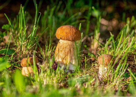 Photo for A closeup view of Summer cep mushrooms growing in the forest - Royalty Free Image