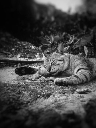 Téléchargez les photos : Un plan vertical en niveaux de gris d'un chat errant dormant sur le sol - en image libre de droit