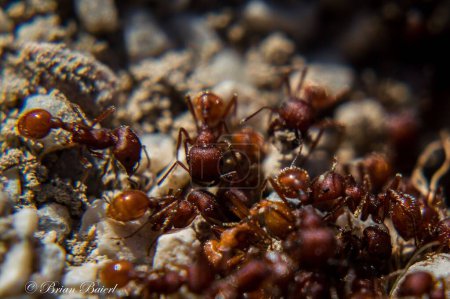 Photo for A macro shot of ants on a rock - Royalty Free Image