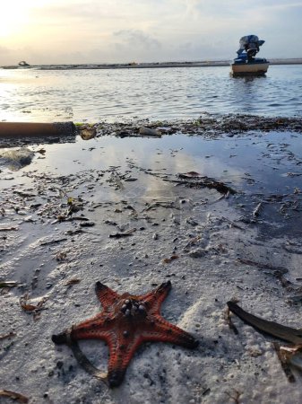 Photo for Starfish on the beach with boat in background in vietnam - Royalty Free Image