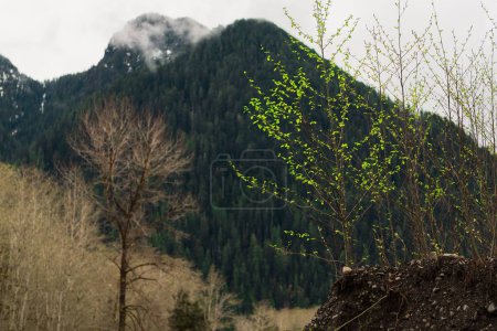 Foto de Una vista panorámica de la colina boscosa con árboles sin hojas de otoño bajo el cielo nublado - Imagen libre de derechos