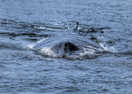 Téléchargez les photos : Gros plan du dos d'un rorqual à bosse dans l'océan - en image libre de droit