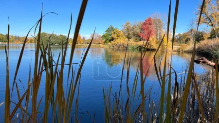 Téléchargez les photos : Une vue aérienne du lac entouré d'arbres d'automne denses - en image libre de droit