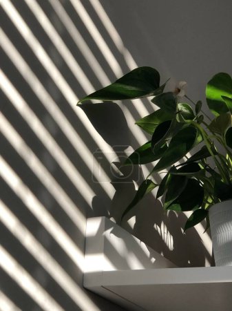Photo for A vertical shot of Spathiphyllum wallisii in a pot on a white shelf in striped sunlight - Royalty Free Image
