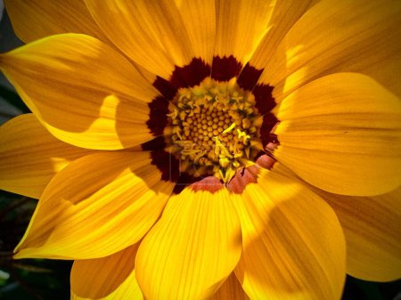 Photo for A closeup of a beautiful yellow Gazania flower under the sunlight - Royalty Free Image