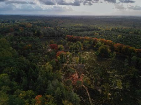 Foto de Una toma aérea de un gran bosque durante la temporada de otoño en Utrechtse Heuvelrug, Países Bajos - Imagen libre de derechos