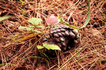 Photo for A closeup of a mushroom growing on a pinecone on the ground in a forest - Royalty Free Image