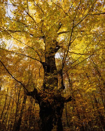 Téléchargez les photos : Plan vertical d'un énorme arbre dans la forêt de Valia Kalda en Épire, au nord de la Grèce - en image libre de droit