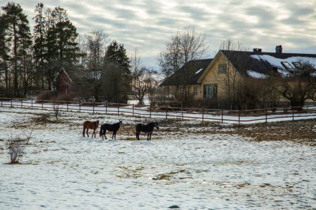 Téléchargez les photos : Une vue panoramique de chevaux sur un champ recouvert de neige contre une maison de campagne - en image libre de droit