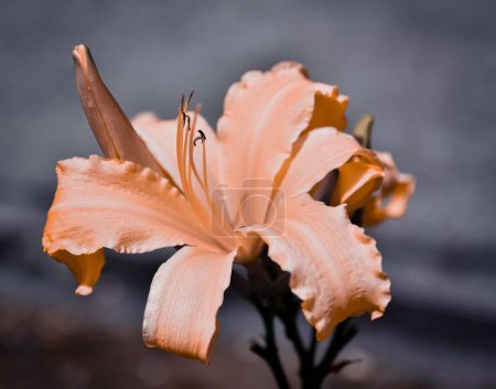 Foto de Un primer plano de una hermosa flor de lirio naranja en plena floración - Imagen libre de derechos