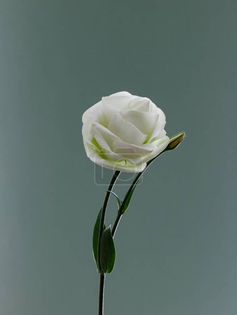 Foto de Un plano vertical de una flor lisianthus blanca con hojas verdes aisladas sobre un fondo liso - Imagen libre de derechos