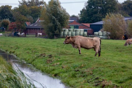 Foto de Una vaca marrón en un campo verde junto al río en los Países Bajos. - Imagen libre de derechos