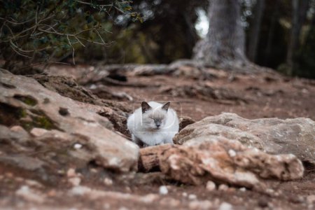 Téléchargez les photos : Un gros plan d'un mignon chat blanc assis les yeux fermés sur des rochers dans une forêt - en image libre de droit