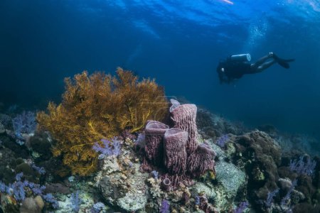 Foto de Un humano rodeado de arrecifes de coral blandos y duros durante un buceo con un fondo azul - Imagen libre de derechos