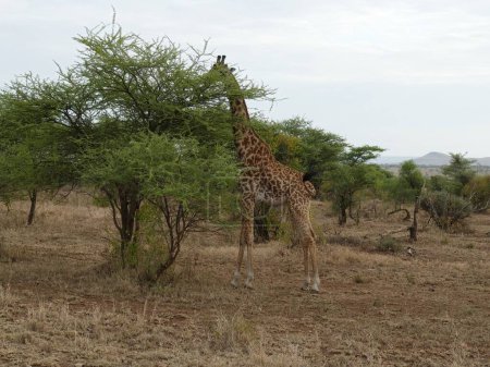 Foto de Hermosa toma de jirafa Maasai (Giraffe tippelskirchi) cerca de un árbol de acacia en el Parque Nacional Serengeti, Tanzania, África - Imagen libre de derechos