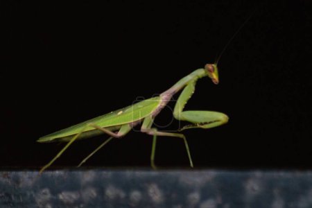 Foto de Una macro toma de una mantis religiosa común verde aislada sobre un fondo negro - Imagen libre de derechos
