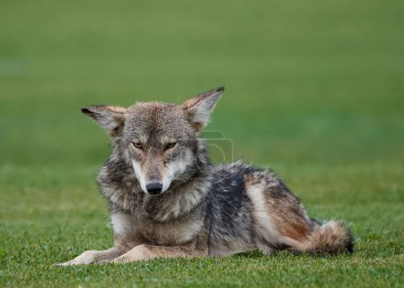 Foto de Un primer plano de un Coyote sentado en la hierba que se encuentra en la naturaleza - Imagen libre de derechos