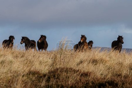 Foto de Una manada de caballos corriendo en un campo otoñal en el Parque Nacional Exmoor, Inglaterra - Imagen libre de derechos