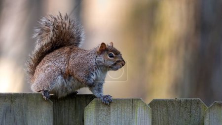 Photo for A closeup shot of an adorable and cute squirrel on the wooden fence - Royalty Free Image