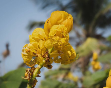 Photo for A closeup of a beautiful Senna alata also known as emperor's candlesticks - Royalty Free Image