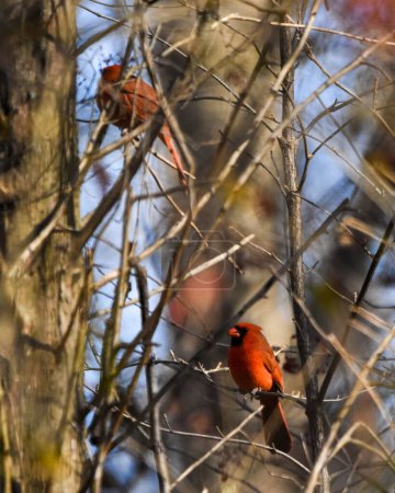 Téléchargez les photos : Deux mignons cardinaux rouges perchés sur une branche d'arbre par une journée ensoleillée - en image libre de droit