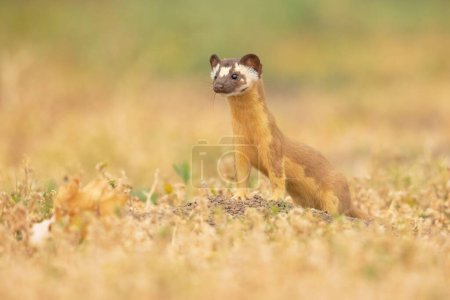 Photo for A closeup of a long-tailed weasel hunting. Neogale frenata. - Royalty Free Image
