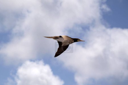 Photo for A brown booby flying against a blue sky with clouds. - Royalty Free Image