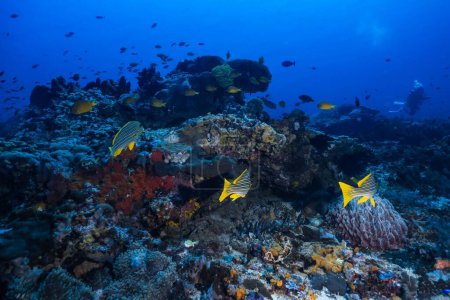 Téléchargez les photos : Une vue des poissons entourés de récifs coralliens mous et durs lors d'une plongée sous-marine avec un fond bleu - en image libre de droit