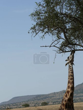 Foto de Hermosa toma de jirafa Maasai (Giraffe tippelskirchi) cerca de un árbol de acacia en el Parque Nacional Serengeti, Tanzania, África - Imagen libre de derechos