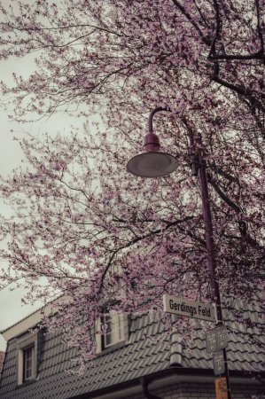 Foto de Una toma vertical de una lámpara de calle y un árbol frente a una casa robada bajo el cielo rosa, para papel pintado - Imagen libre de derechos