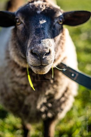 Foto de Un tiro vertical de una oveja doméstica en la granja - Imagen libre de derechos