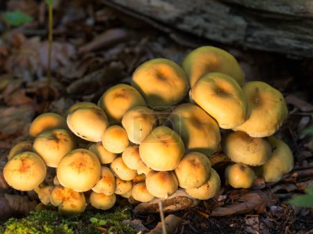Téléchargez les photos : Un gros plan de champignons de la touffe de soufre au sol dans la forêt sous la lumière du soleil - en image libre de droit