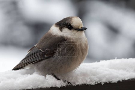 Photo for A closeup of a Canada jay (Perisoreus canadensis) on a snowy fence - Royalty Free Image