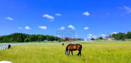 Téléchargez les photos : Une vue de beaux chevaux dans un champ vert avec de l'herbe fraîche sous le ciel bleu - en image libre de droit