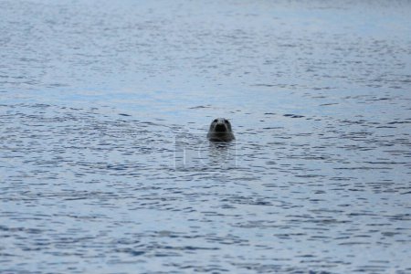 Téléchargez les photos : Tête de phoque qui sort de l'eau - en image libre de droit