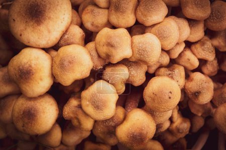 Photo for A group of Armillaria mellea edible wild mushrooms in closeup - Royalty Free Image