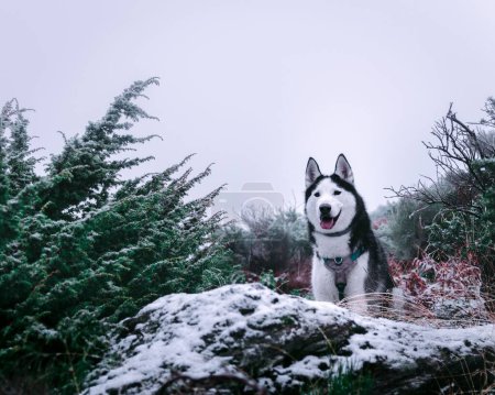 Téléchargez les photos : Gros plan d'un Husky de Sibérie dans une forêt couverte de neige par une journée sombre en hiver - en image libre de droit