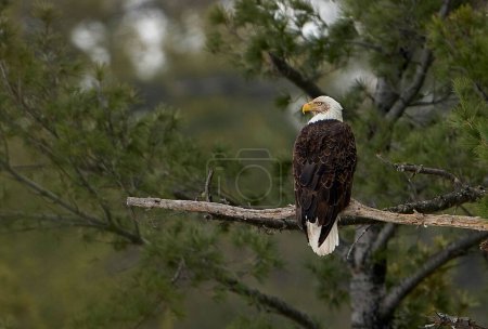 Photo for A scenic view of a Bald Eagle standing on a branch of a tree in the wild - Royalty Free Image