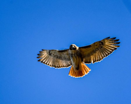 Foto de Un tiro de bajo ángulo de un halcón de cola roja sobre un fondo azul del cielo - Imagen libre de derechos