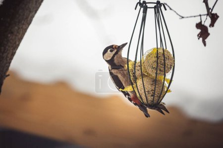 Photo for A closeup shot of a woodpecker on a birdfeeder against a blurred background - Royalty Free Image