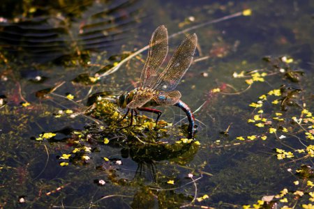 Téléchargez les photos : Gros plan d'une libellule assise sur une fleur dans un étang dans la nature - en image libre de droit