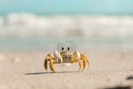 Téléchargez les photos : Gros plan d'un crabe jaune sur la plage par temps ensoleillé sur un fond flou - en image libre de droit