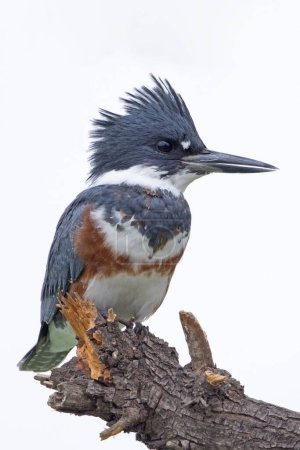 Photo for A vertical closeup of a female belted kingfisher, Megaceryle alcyon. - Royalty Free Image