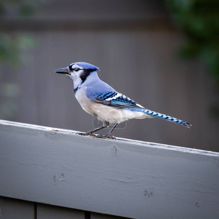 Téléchargez les photos : Un geai bleu perché sur une clôture - en image libre de droit