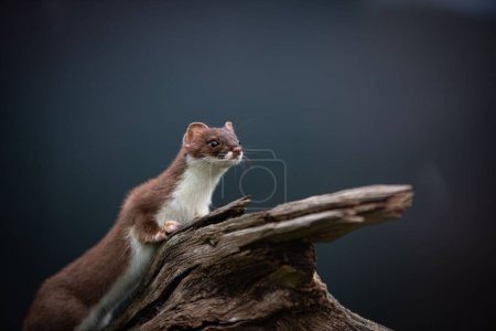 Photo for A shallow focus shot of an adorable Stoat looking around while standing on driftwood - Royalty Free Image