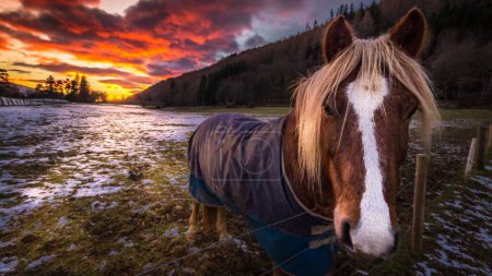 Téléchargez les photos : Un cheval Nordland derrière une clôture dans un parc au coucher du soleil en hiver - en image libre de droit