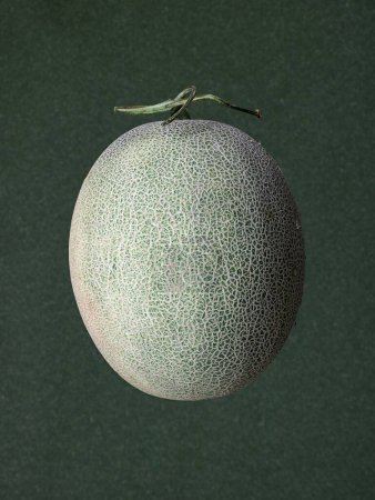 Photo for A fruit cantaloupe isolated on gray background - Royalty Free Image