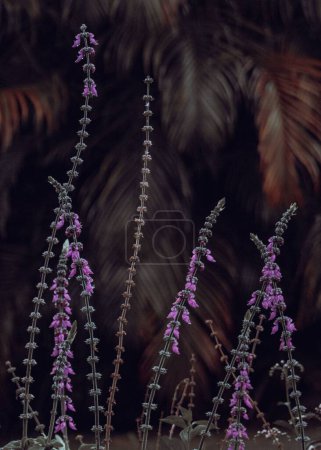 Téléchargez les photos : Un gros plan de fleurs de lavande poussant dans une forêt de rêve - en image libre de droit