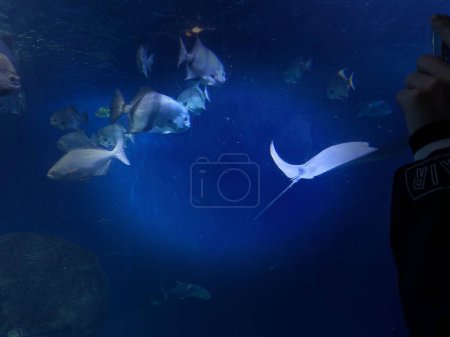 Photo for A stingray with fish swimming in blue water. Marine wildlife. - Royalty Free Image