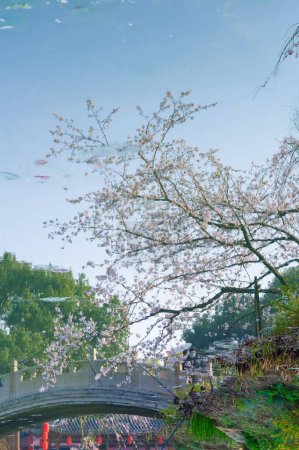 Foto de East Lake Cherry Blossom Park, también llamado Wuhan Moshan Cherry Blossom Park, es un parque en la zona de East Lake del distrito de Wuchang, ciudad de Wuhan, Hubei. - Imagen libre de derechos